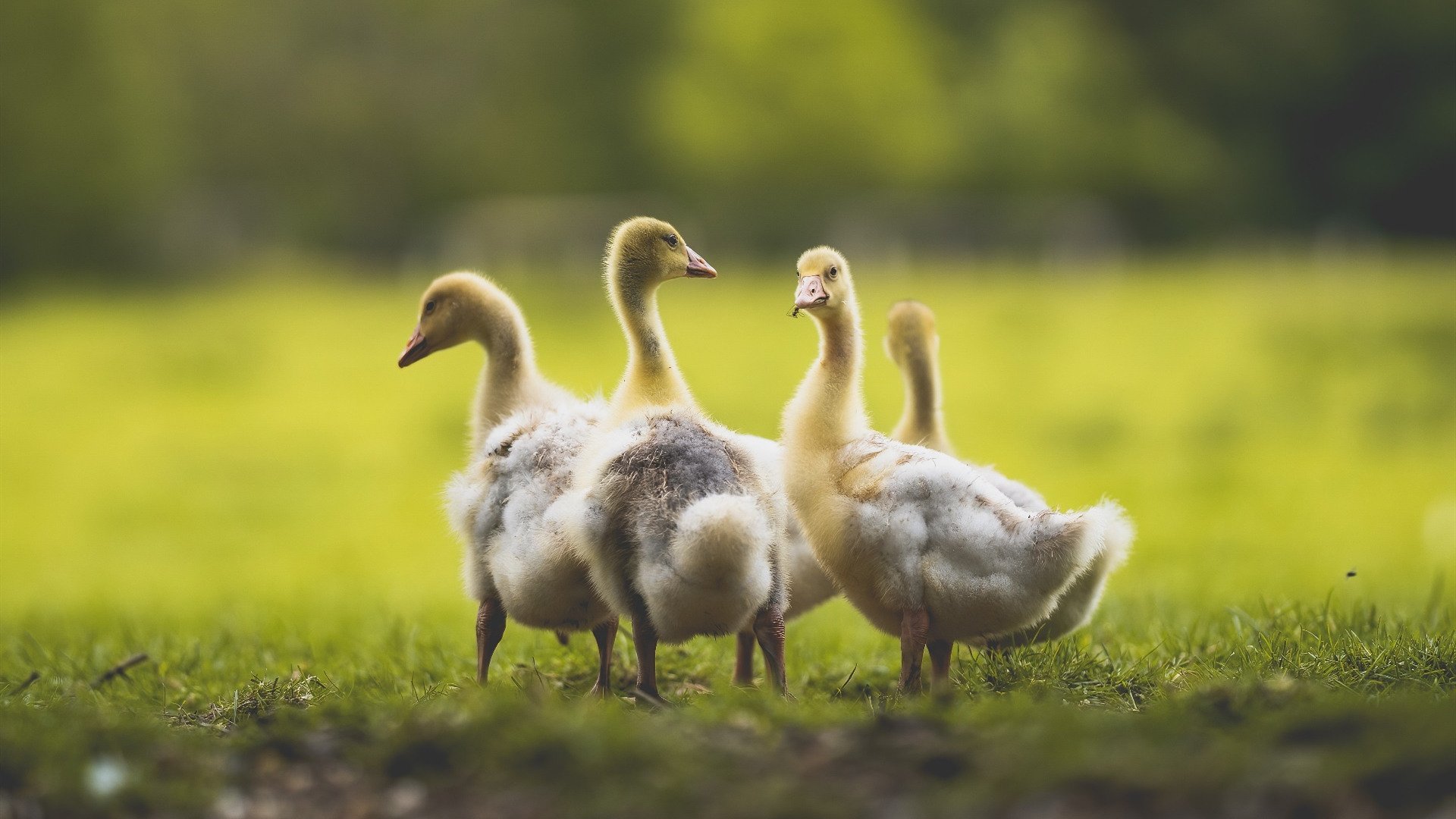 开云体育入口-_未来领军人物：青少年选手的职业梦想_，青少年未来职业调查